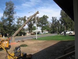tree fall 011.JPG